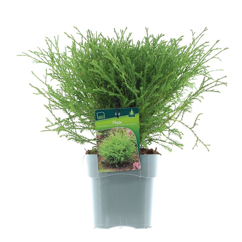 Туя западная Мистер Боулинг Бол